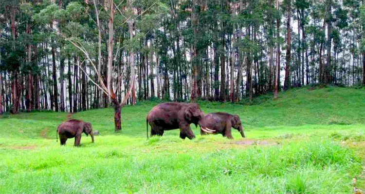 A Blissfull Tour To Munnar