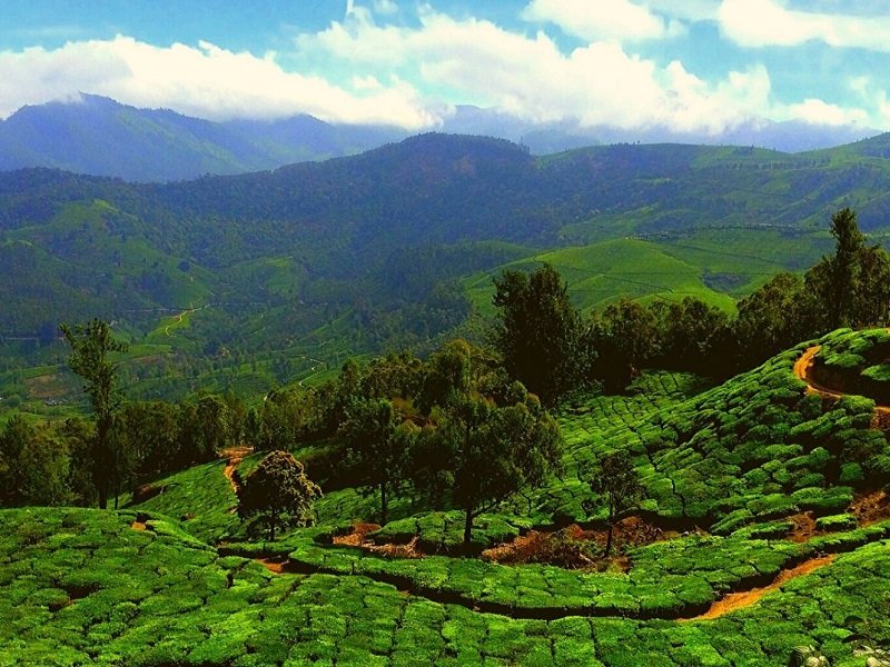 Best Selling Kerala Tour with Munnar Thekkady and Alleppey Houseboat
