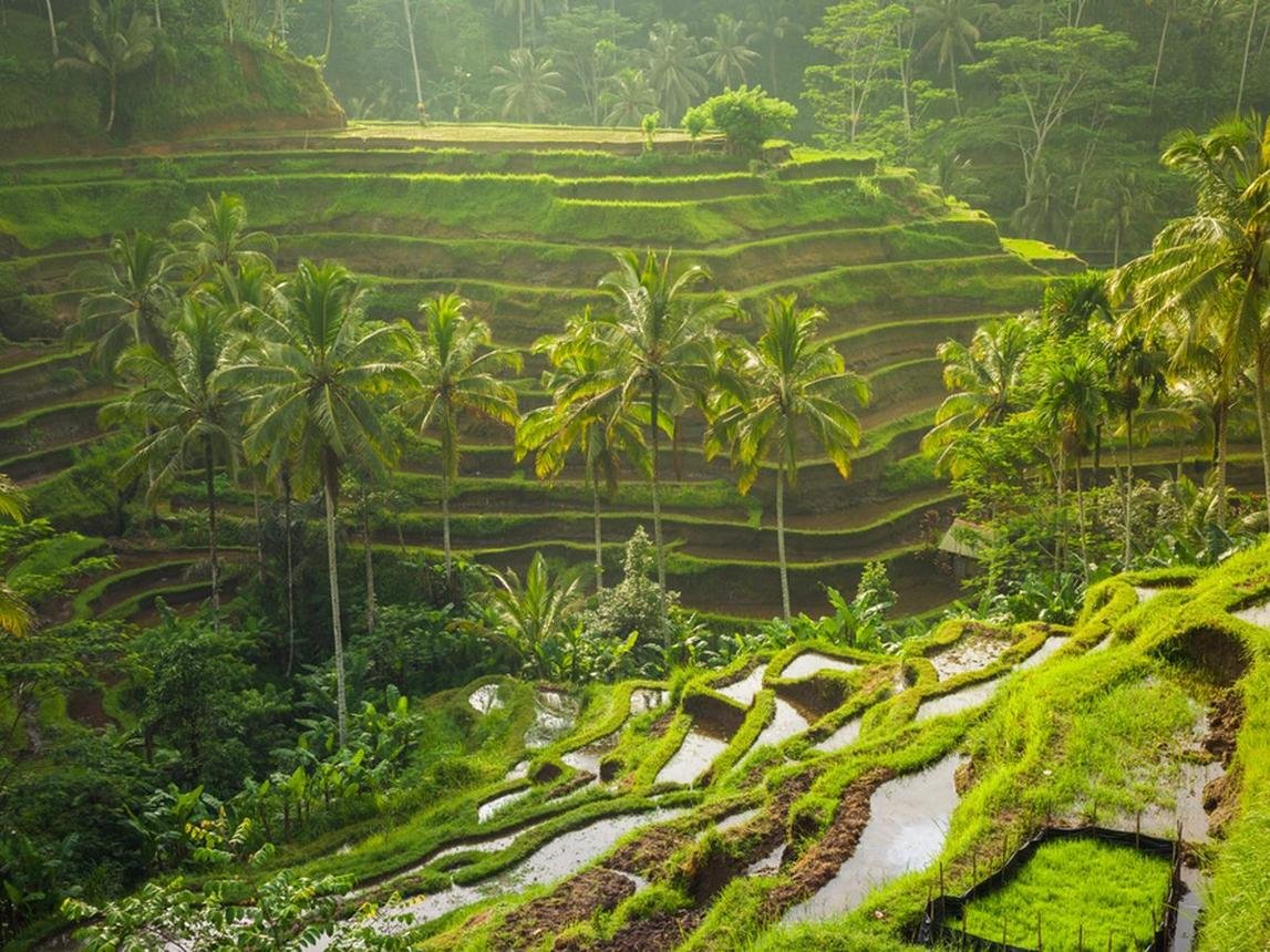Bali Bliss