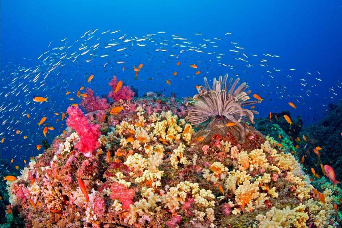 Andaman Scuba & Beach