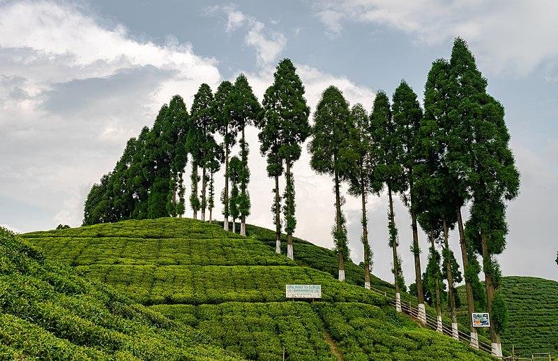 Darjeeling Tea Garden Escape