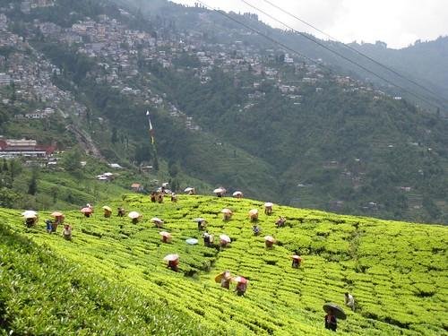 Darjeeling Tea Garden Escape