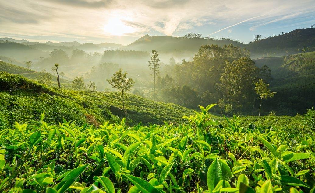 Darjeeling Tea Garden Escape