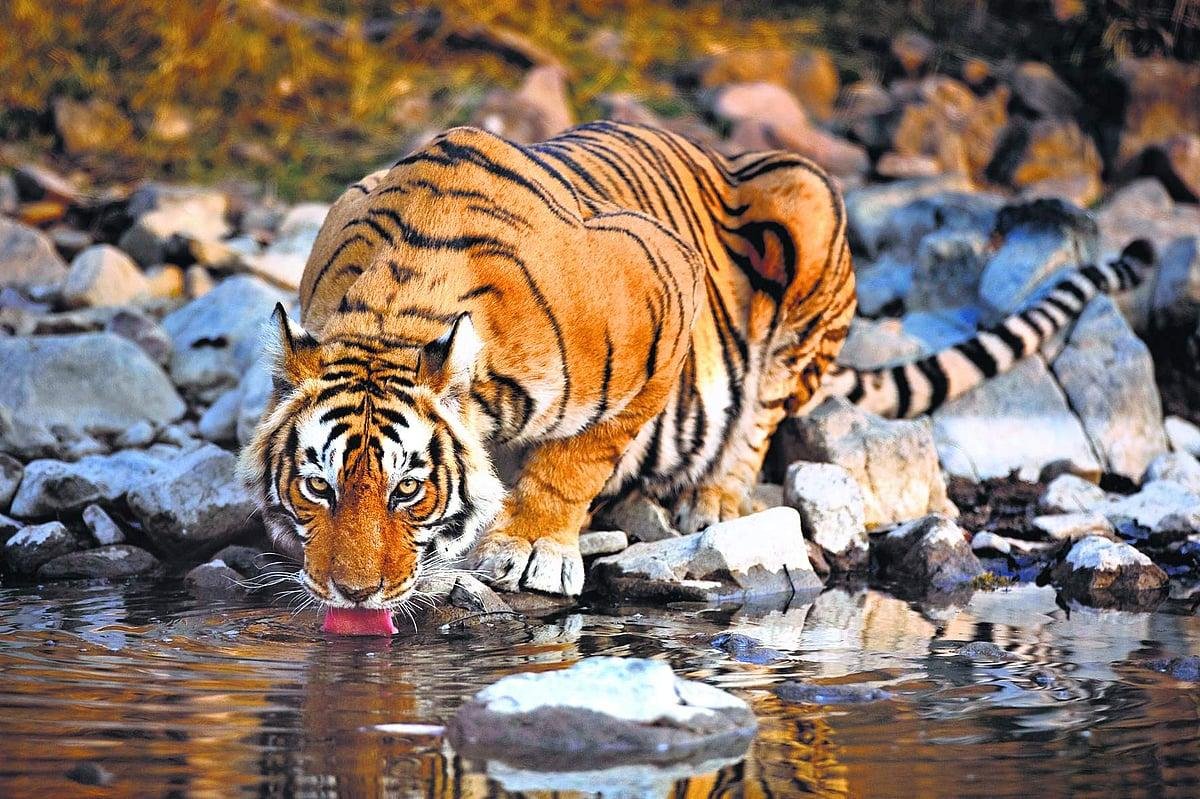 Golden Triangle Tour with Ranthambore Tiger Safari